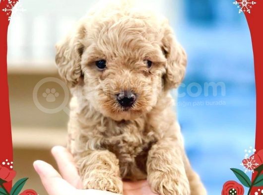 Toy Poodle Yavrularimiz