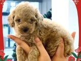 Toy Poodle Yavrularimiz