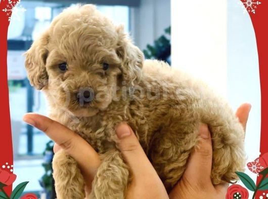 Toy Poodle Yavrularimiz görsel