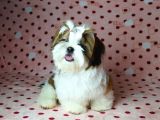 SHIH TZU YAVRULAR YUVA ARIYOR 