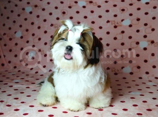 Shih Tzu Yavrular Yuva Ariyor 