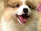 Welsh Corgi̇ / Di̇şi̇ / Ücretli̇ / Yavrular