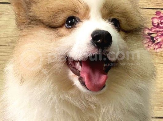 Welsh Corgi̇ / Di̇şi̇ / Ücretli̇ / Yavrular görsel