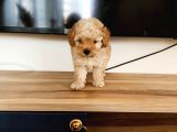 Apri̇kot Poodle Yavrular