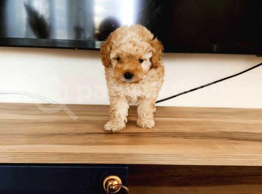 Apri̇kot Poodle Yavrular görsel
