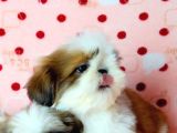 Shih Tzu Yavrular Yuva Ariyor 