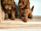 Sevi̇mli̇ Toy Poodle Yavrulari