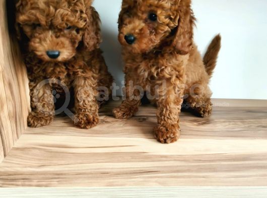 Sevi̇mli̇ Toy Poodle Yavrulari görsel