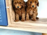 Sevi̇mli̇ Toy Poodle Yavrulari