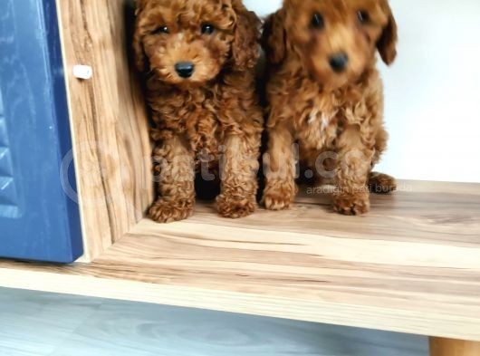 Sevi̇mli̇ Toy Poodle Yavrulari