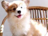 Pembroke Welsh Corgi̇ Yavru / Satilik / Türki̇ye De Tek
