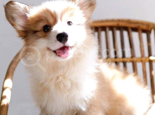 Pembroke Welsh Corgi̇ Yavru / Satilik / Türki̇ye De Tek görsel