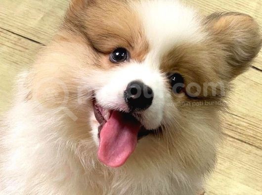 Welsh Corgi̇ / Di̇şi̇ / Ücretli̇ / Yavrular görsel