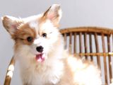 PEMBROKE WELSH CORGİ Yavru / SATILIK / TÜRKİYE DE TEK