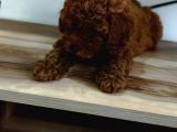 Toy Poodle Yavrularimiz