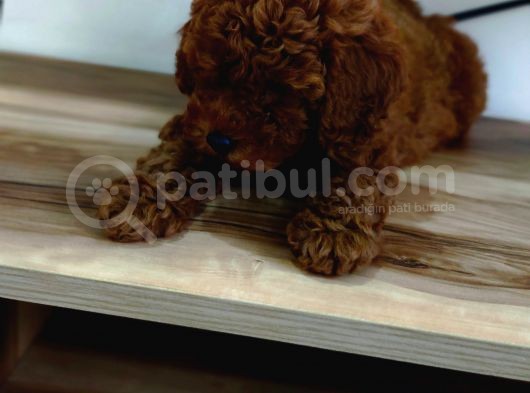 Toy Poodle Yavrularimiz görsel