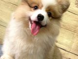 Welsh Corgi̇ / Di̇şi̇ / Ücretli̇ / Yavrular