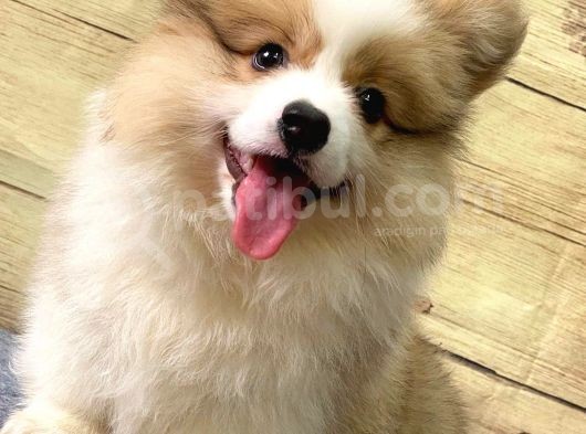 Welsh Corgi̇ / Di̇şi̇ / Ücretli̇ / Yavrular görsel