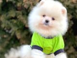 Safkan Teddy Surat Pomeranian Boo Yavrularımız