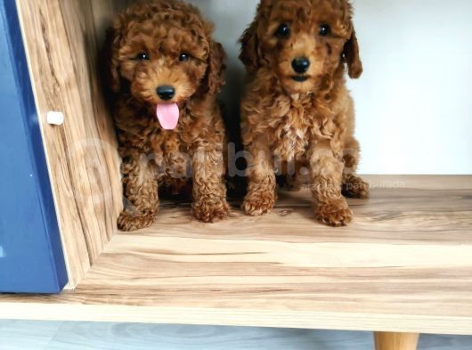 Sevi̇mli̇ Toy Poodle Yavrulari görsel