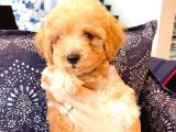 Pomerani̇an Boo Yavrulari 