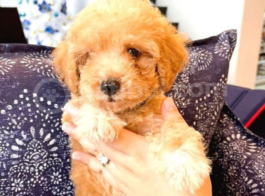Pomerani̇an Boo Yavrulari  görsel
