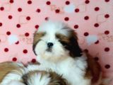 Shih Tzu Yavrular Yuva Ariyor 