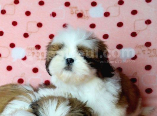Shih Tzu Yavrular Yuva Ariyor  görsel