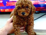 Toy Poodle Yavrularimiz