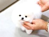 Pomerani̇an Boo Yavrulari