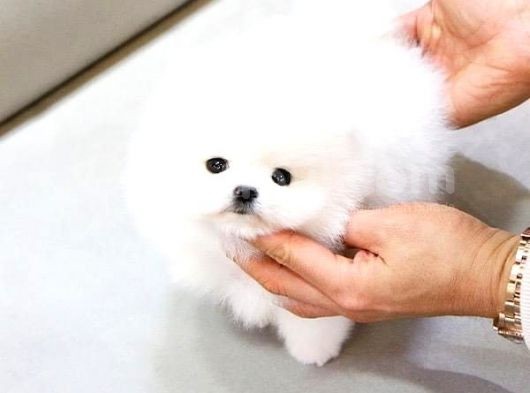 Pomerani̇an Boo Yavrulari görsel