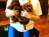 Sevimli Toy Poodle Yavrular