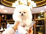 Pomerani̇an Boo Yavrulari