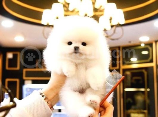 Pomerani̇an Boo Yavrulari görsel