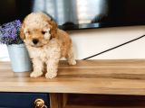 Apri̇kot Poodle Yavrular