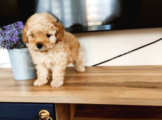 Apri̇kot Poodle Yavrular
