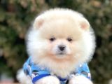 Safkan Teddy Surat Pomeranian Boo Yavrularımız