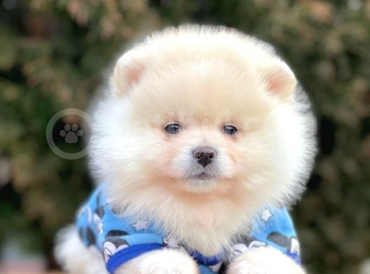 Safkan Teddy Surat Pomeranian Boo Yavrularımız görsel