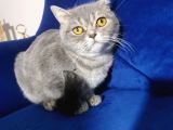 Blue Tabby Disi