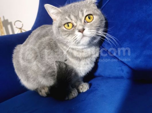 Blue Tabby Disi görsel