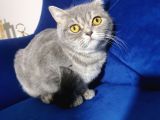 Blue Tabby Disi