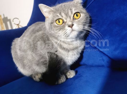 Blue Tabby Disi görsel