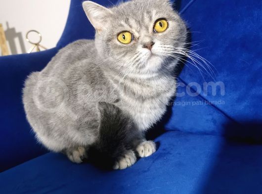 Blue Tabby Disi görsel