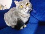 Blue Tabby Disi