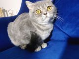 Blue Tabby Disi