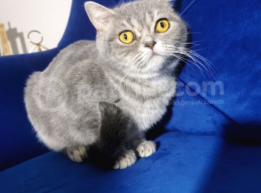Blue Tabby Disi