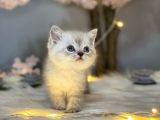 Pofuduk Bri̇ti̇sh Shorthai̇r Lynx Poi̇nt