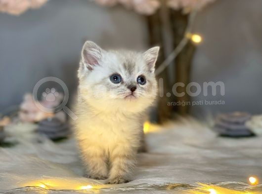 Pofuduk Bri̇ti̇sh Shorthai̇r Lynx Poi̇nt görsel