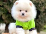Safkan Pomeranian Boo Yavrularımız