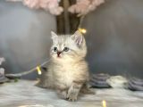 Orji̇nal Safkan Bri̇ti̇sh Shorthai̇r Lynx Poi̇nt